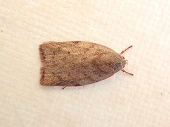 Euchaetis inceptella