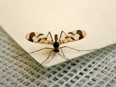 Macrocera decorosa