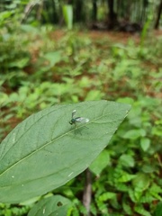 Condylostylus