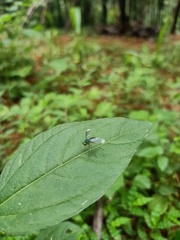Condylostylus