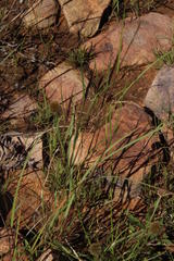 Cyperus teneristolon