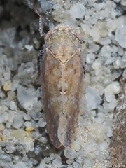 Paraphlepsius continuus