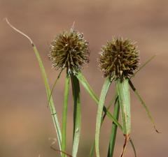 Cyperus teneristolon