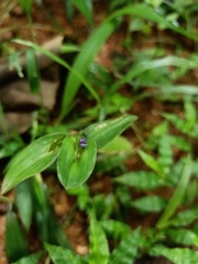Hemiptera