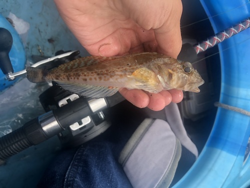 Lesser filamented sculpin (Icelinus tenuis) — Cottidae — 3