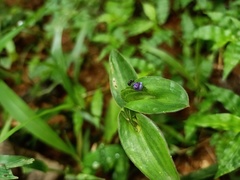 Hemiptera