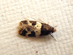 Sphyrelata melanoleuca