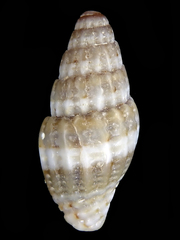 Vexillum daedalum