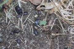 Armadillidium vulgare