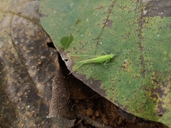 Tettigoniidae