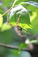 Argiope aetheroides