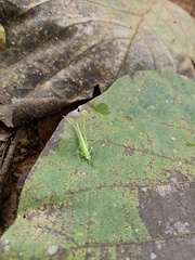 Tettigoniidae