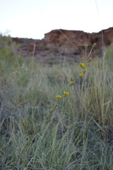 Pyrrocoma racemosa sessiliflora