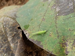 Tettigoniidae