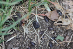 Armadillidium vulgare