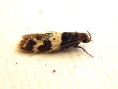Sphyrelata melanoleuca