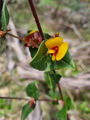 Platylobium infecundum