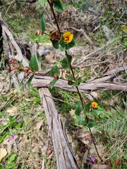 Platylobium infecundum