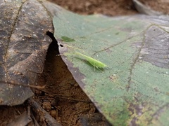 Tettigoniidae