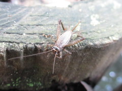 Loxoblemmus arietulus