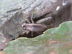 Loxoblemmus arietulus