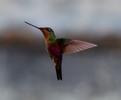 Coeligena helianthea