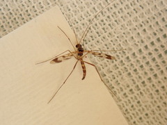 Macrocera decorosa