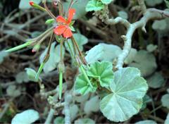 Pelargonium inquinans