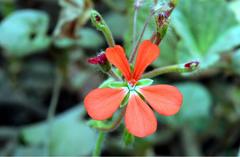 Pelargonium inquinans