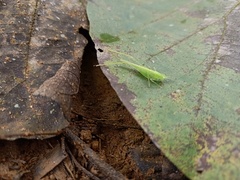 Tettigoniidae