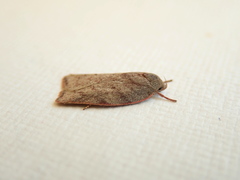 Euchaetis inceptella