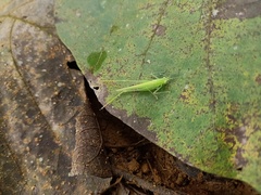 Tettigoniidae