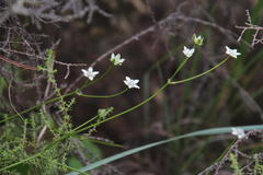 Alepidea serrata