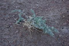 Atriplex parryi