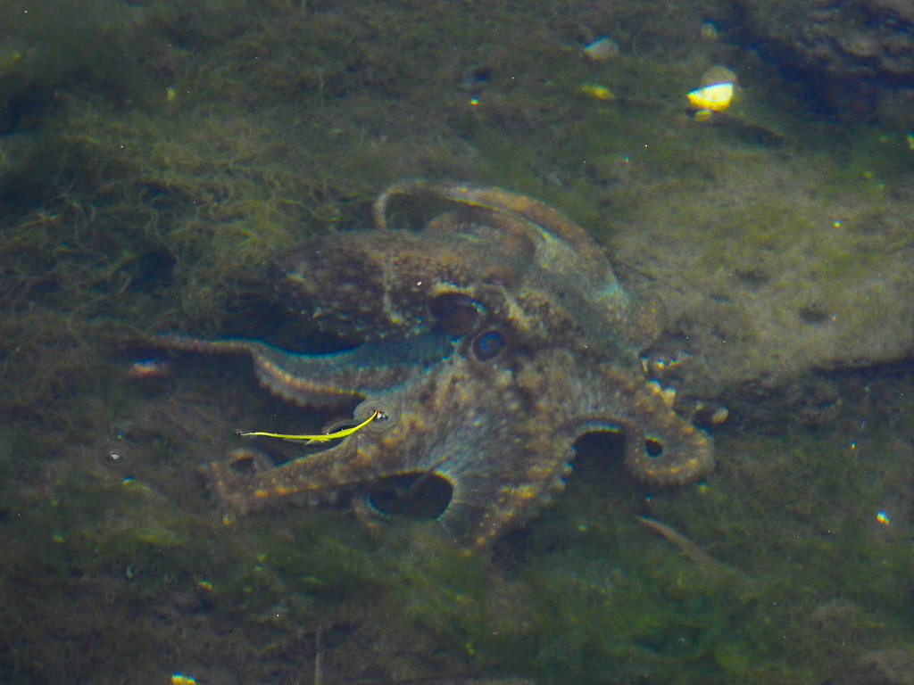 California two-spot octopus