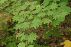 Acer pseudosieboldianum