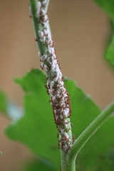 Pseudococcidae