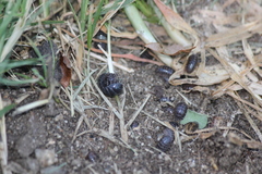 Armadillidium vulgare