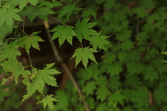 Acer pseudosieboldianum