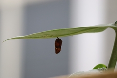 Danaus chrysippus