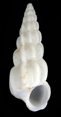 Opalia australis image