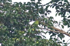 Chloropsis sonnerati