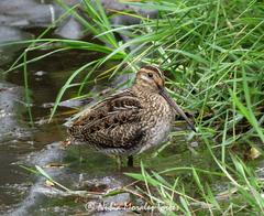 Gallinago nobilis
