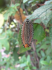 Cerace xanthocosma