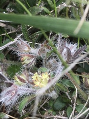 Xanthosia