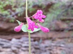 Penstemon pseudospectabilis