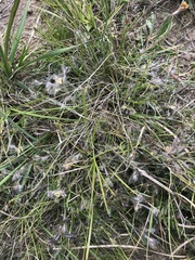 Xanthosia