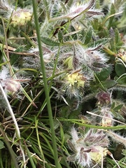 Xanthosia