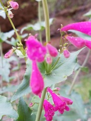 Penstemon pseudospectabilis