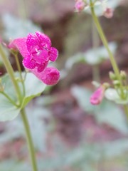 Penstemon pseudospectabilis